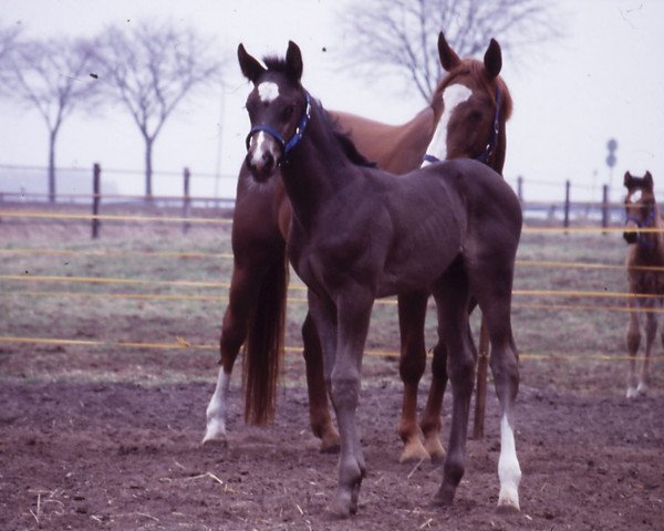 dressage horse Fandango 164 (Oldenburg, 1996, from Feinbrand)