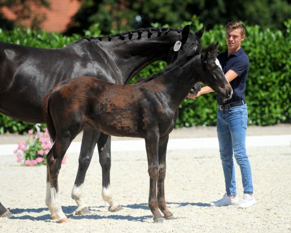 horse Stute von Primeur's As (Westphalian, 2019, from Primeur's As)