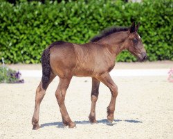 dressage horse Stute von Adoro (Rhenish-German Cold-Blood, 2019, from Adoro)