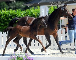 dressage horse Filou 2227 (Westphalian, 2019, from For Final)