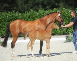 jumper Rob's Rosie (German Riding Pony, 2019, from Rob Roy van Het Klavertje)