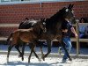 dressage horse Quidditch MS (Westphalian, 2019, from Quaterhit)