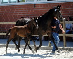 dressage horse Quidditch MS (Westphalian, 2019, from Quaterhit)