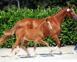 Springpferd Stute von Balinsky (Westfale, 2019, von Balinsky)