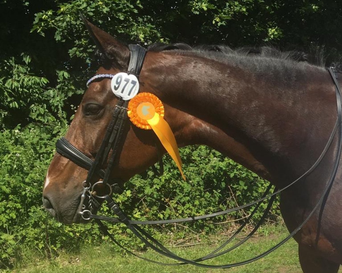 broodmare Marylin 23 (Oldenburg, 2001, from De Niro)
