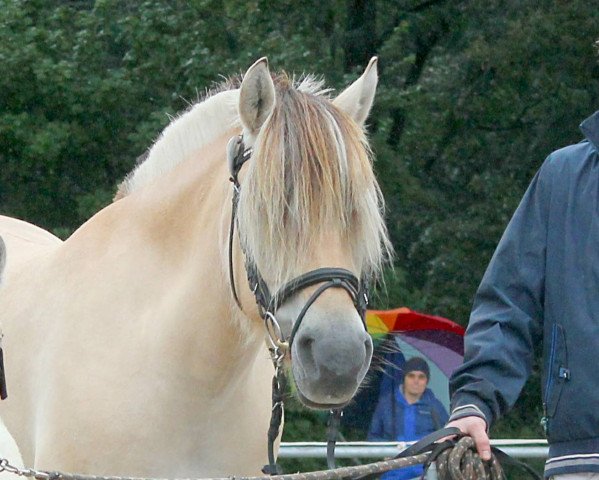 Zuchtstute Tordis Granlygaard (Fjordpferd, 2013, von Fjordens Marcus)