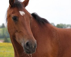 broodmare Danse du Peupé (Freiberger, 2006, from Crépuscule)