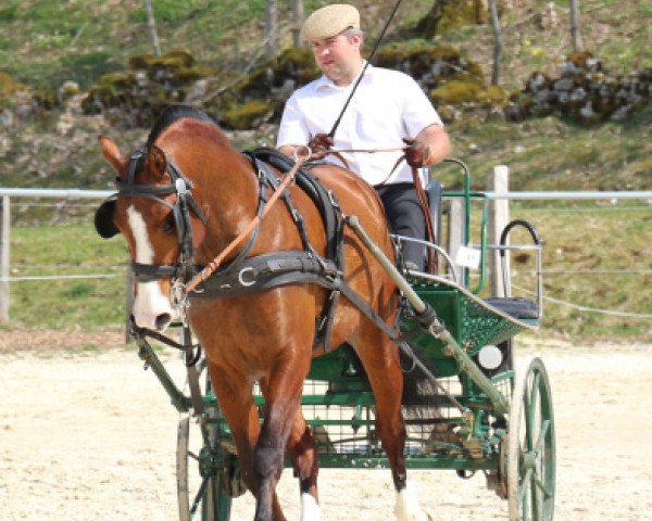dressage horse Don Pastélo du Peupé (Freiberger, 2015, from Don Flavio II CH)