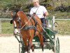 dressage horse Don Pastélo du Peupé (Freiberger, 2015, from Don Flavio II CH)