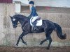 Zuchtstute Fara Cb CH (Schweizer Warmblut, 2016, von Finest)