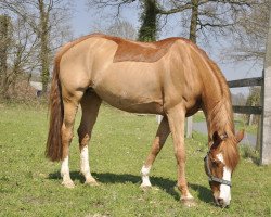 broodmare Ronja Räubertochter 16 (German Riding Pony, 1996, from Ramses ben Galdos ox)