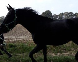 dressage horse Arizona 163 (German Sport Horse, 2013, from Athlet)