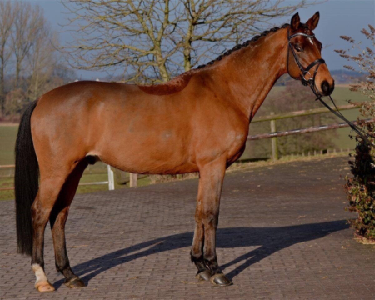 dressage horse Adlon Go (Trakehner, 2010, from Karl Lagerfeld)