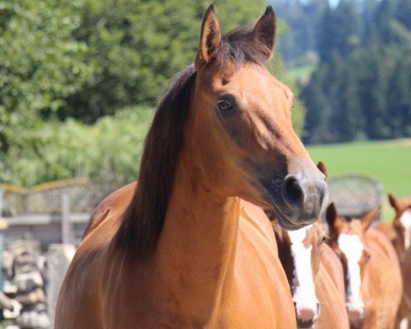 broodmare La Felicita du Peupé (Freiberger, 2010, from Halipot CH)