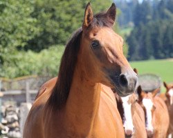 broodmare La Felicita du Peupé (Freiberger, 2010, from Halipot CH)