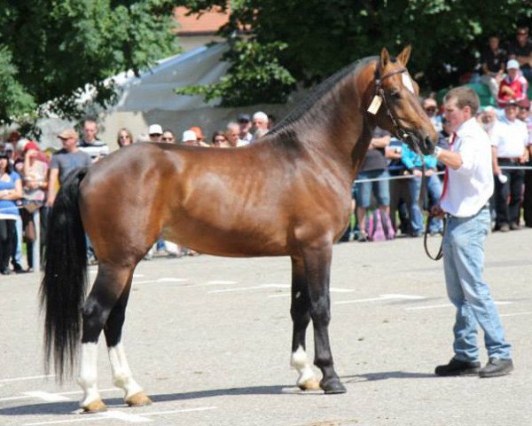 stallion Harmonieux (Freiberger, 2010, from Halipot CH)