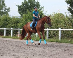 dressage horse Cheveyo (Oldenburg, 2014, from Cennin)