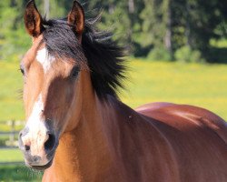 broodmare Darling du Peupé (Freiberger,  , from Crépuscule)