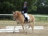 Dressurpferd Alex (Haflinger, 2002, von Sting)