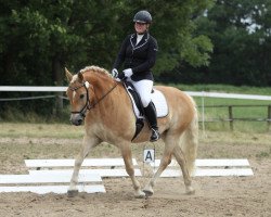 dressage horse Alex (Haflinger, 2002, from Sting)