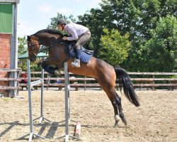 broodmare Grayce Z (Zangersheide riding horse, 2001, from Goodwill)