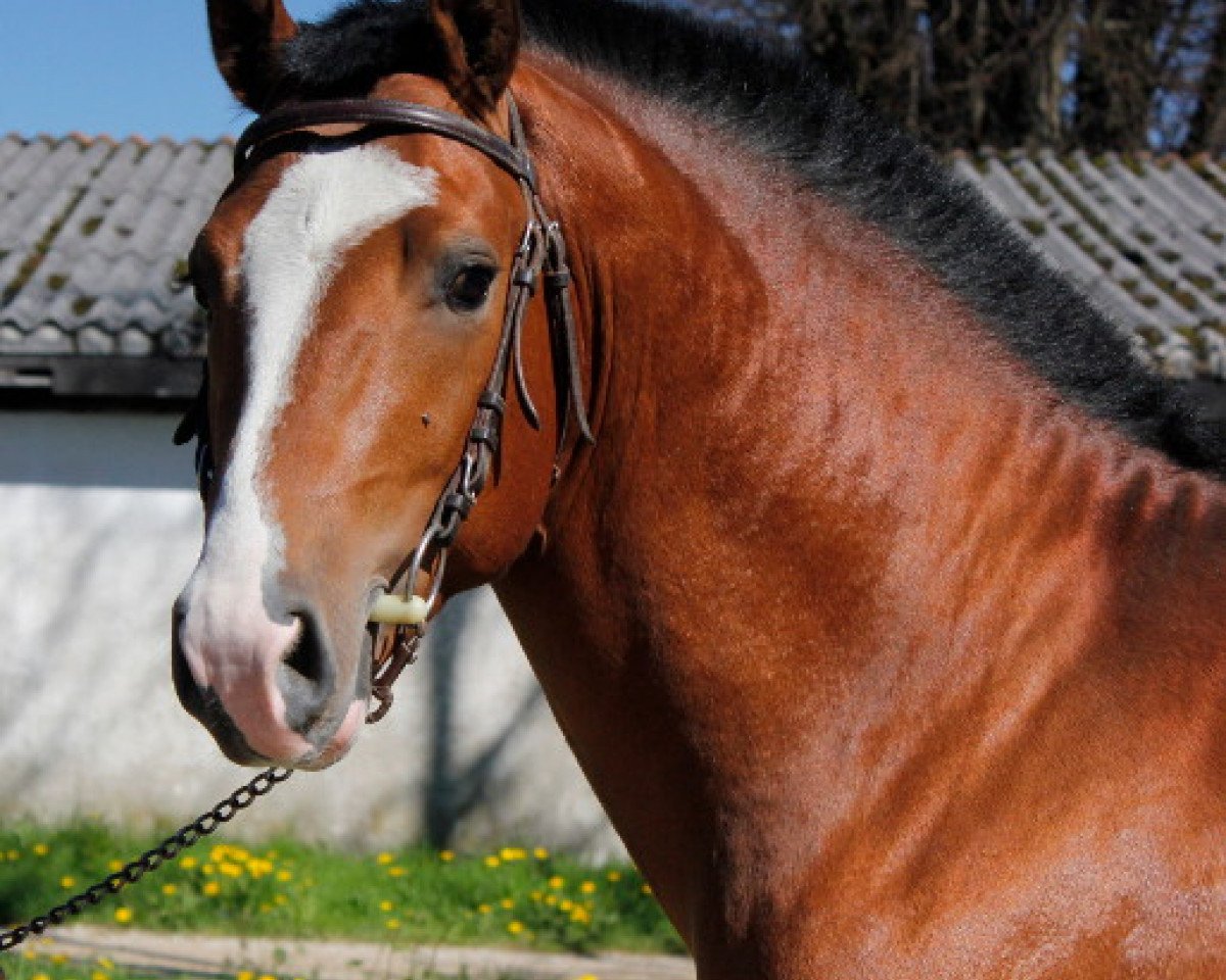 Deckhengst Don Flavio II CH (Freiberger, 2010, von Don Flamingo)