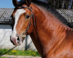 stallion Don Flavio II CH (Freiberger, 2010, from Don Flamingo)