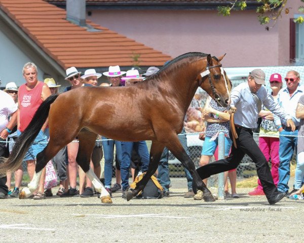 Pferd Charmant du Peupe CH (Freiberger, 2015, von Crépuscule)