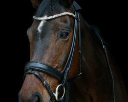 dressage horse Ascari 48 (KWPN (Royal Dutch Sporthorse), 2005, from Jetset-D 145 FIN)