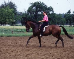 Zuchtstute Hiska (Westfale, 1987, von Haemon xx)