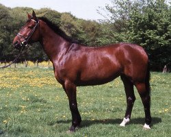 broodmare Galaxis (Westphalian, 1977, from Goldlack I)