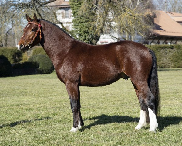 stallion Neverland CH (Freiberger, 2012, from Néco)