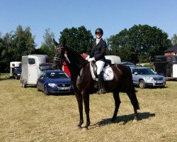 dressage horse Santiago 280 (Hanoverian, 2012, from Surprice)