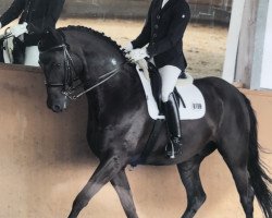 dressage horse Faiano 2 (Oldenburg, 2008, from Faustinus)