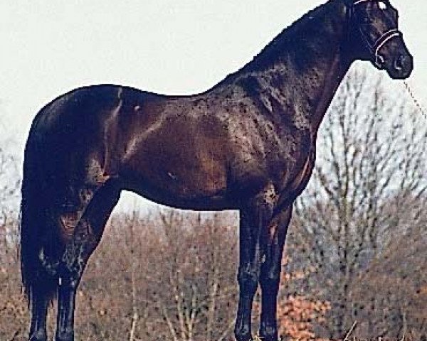 horse Lavirco 112 FIN (Holsteiner, 1995, from Levantos I)