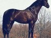 Pferd Lavirco 112 FIN (Holsteiner, 1995, von Levantos I)