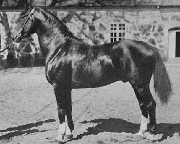 stallion Sixtus (Mecklenburg, 1917, from Isaak)