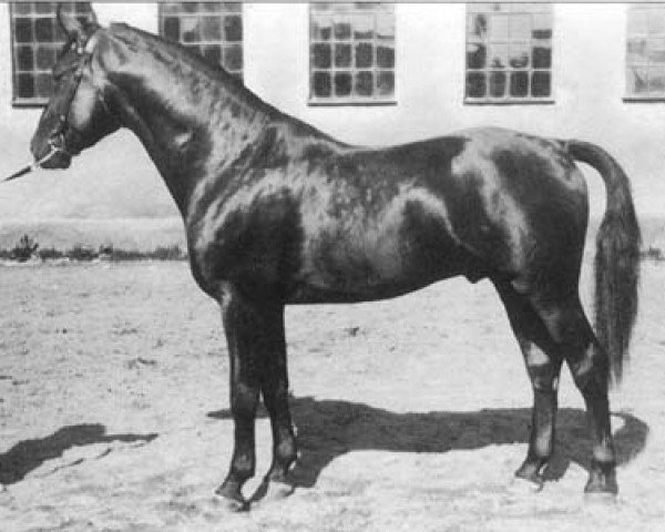 stallion Effendi (Swedish Warmblood, 1926, from Sixtus)