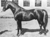 stallion Effendi (Swedish Warmblood, 1926, from Sixtus)