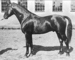 Deckhengst Effendi (Schwedisches Warmblut, 1926, von Sixtus)