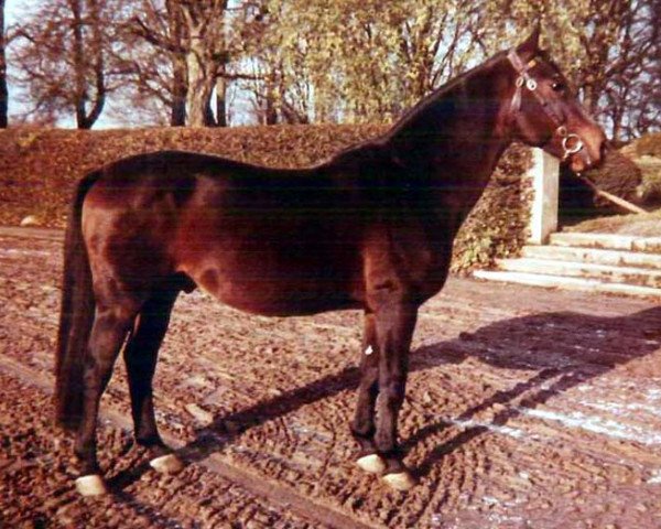 stallion Afghan (Swedish Warmblood, 1943, from Effendi)