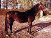 stallion Afghan (Swedish Warmblood, 1943, from Effendi)