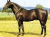 stallion Happy Day (Swedish Warmblood, 1965, from Honeymoor xx)