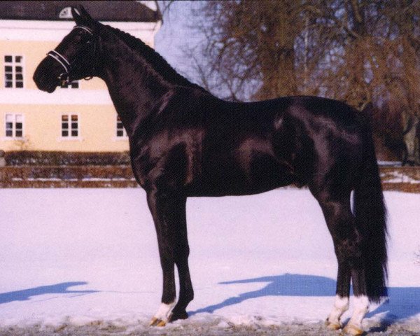 stallion Topaasch (KWPN (Royal Dutch Sporthorse), 2000, from Jazz)