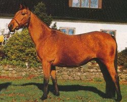 broodmare Bristol Cream (Swedish Warmblood, 1978, from Kew Gardens xx)