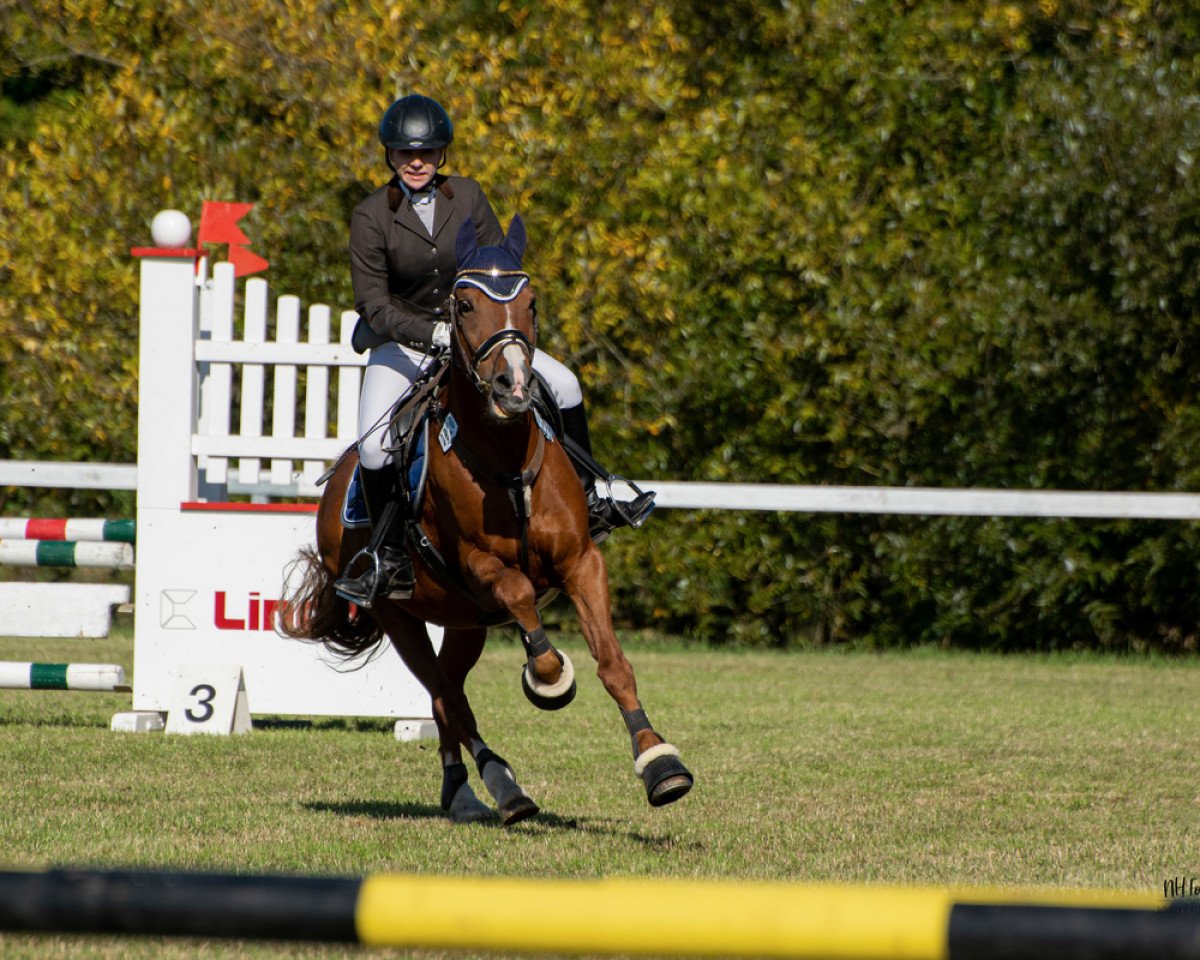 jumper Bastian 88 (Danish Reitpony, 1997)