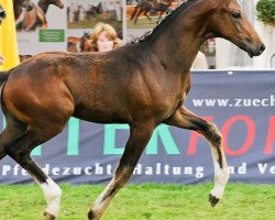 dressage horse PAJE Frèmene (Hanoverian, 2015, from For Romance I)