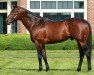 stallion Quality Road xx (Thoroughbred, 2006, from Elusive Quality xx)