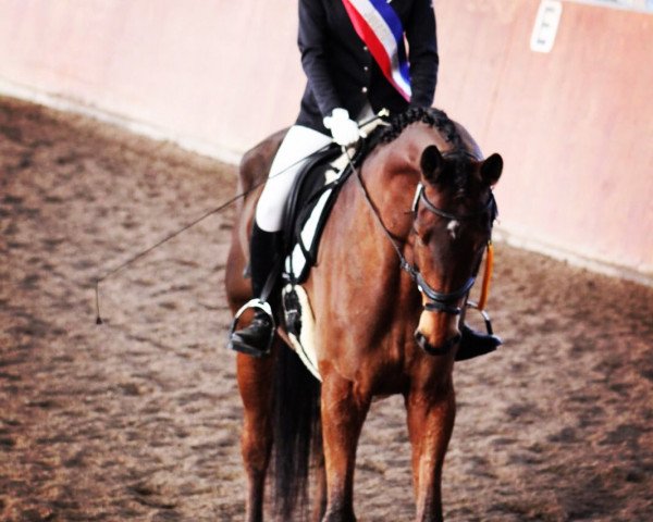 dressage horse Kaiserwalzer (Trakehner, 2010, from Elfado)