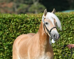 broodmare Sylvie (4,49% ox) (Edelbluthaflinger, 2016, from Sonnenkönig C (4,30% ox))